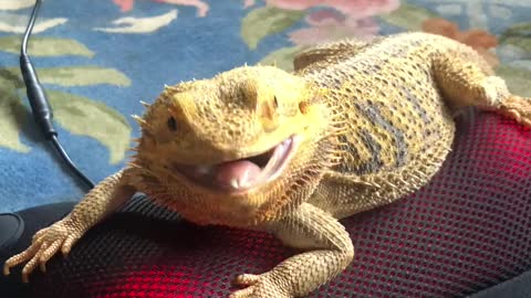 Bearded Dragon Enjoys Back Massager