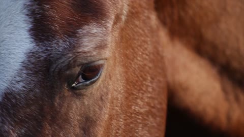 Horse Animals Head Eyes Equine