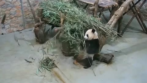 But lovely panda, you deserve to have fun