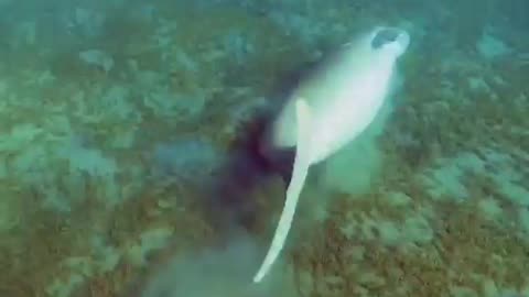 This playful dugong somersaults and rubs its back against the bottom of the Red ⁣