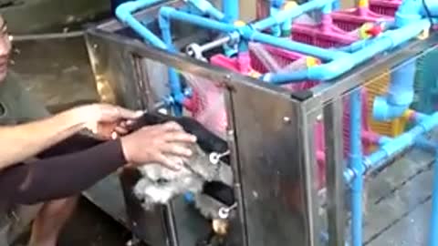 Automatic Dog Washing Machine