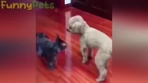 Funniest And Cutest Dogs And Cats Funny Pet #shortvideo #viral #tiktok #youtube #dog #cat #funny