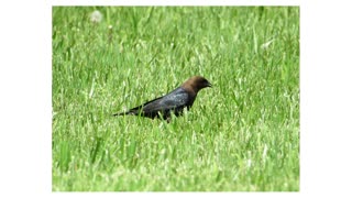 Plants and Birds