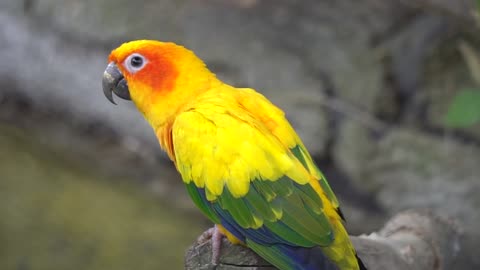Parrot is very beautiful sobhana llah