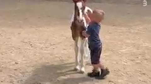 Boy and foal share a special bond