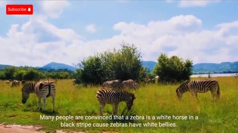 WHY is a zebra black with a white stripe and not vice versa?