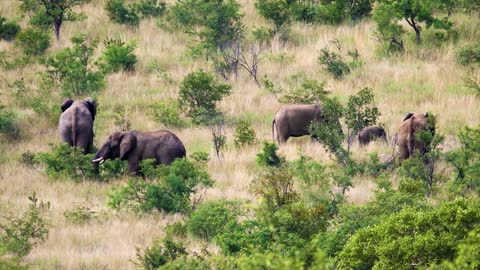 Elephant video