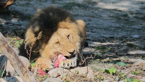 A lion eating meat