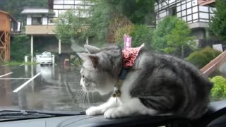 Cat Has Epic Battle With Persistent Windshield Wiper