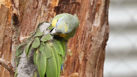 Bird parrot clean AVE green