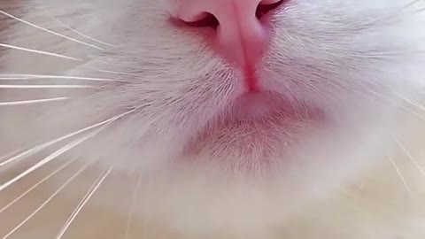 cute cat😽😻expresses his feelings