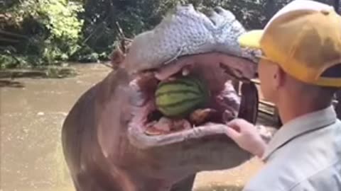 Hippo enjoy watermelon
