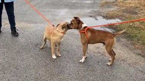 #55 male boxer mix #2 female tan lab mix #47 cur mix puppy Jan 2022