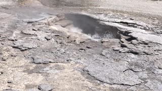 Bears Run Across Yellowstone Landscape