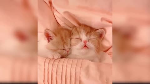 Baby Cats - Funny and Cute Baby Cat Videos Compilation# 33 Awww animals