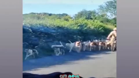 Funny Animals moment#viral#trending#rumbleviral#funnymoment#funny