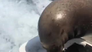 Pancho the Seal Eats Leftover Bait