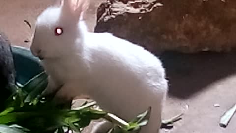 White rabbit eating from bowl