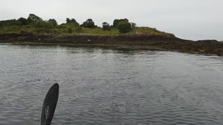 Extremely cute encounter with a little baby seal