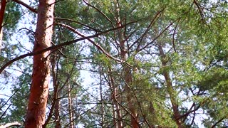 Flying squirrel in the forest