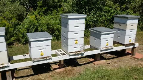 Just A Walk Around The Apiary