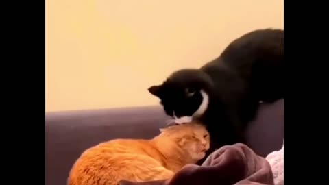 Vidio rondom kucing lucu bikin ngakak!funny cat behavior!