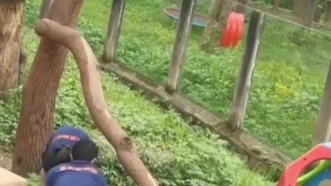 Pandas Attack Zookeeper in China