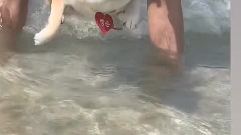 Dog Swimming Viral cute video 🤣🤣
