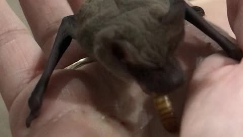 Microbat Munches on a Mealworm