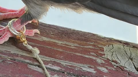 Flock it Farm: Pigeon leash