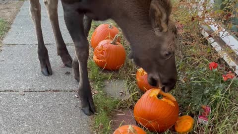 Adolescent Moose Loves Eating Freshly Carved Pumpkins