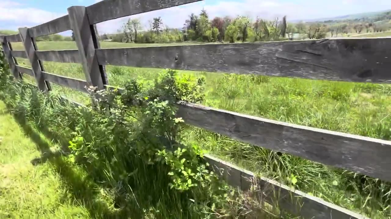 Beautiful Raspberry Garden