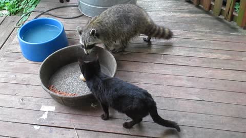 Raccoon unphased by cat smack