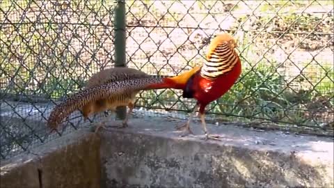 A Golden Pheasant and a Beautiful Wading Bird