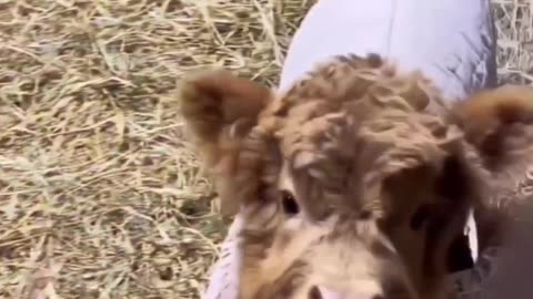 Babe Cow Asking For More Milk, Funny And Cute Video Ever.