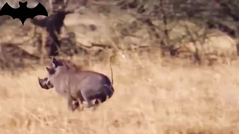 Warthogs are foraging for food, hunted by lions, run into holes