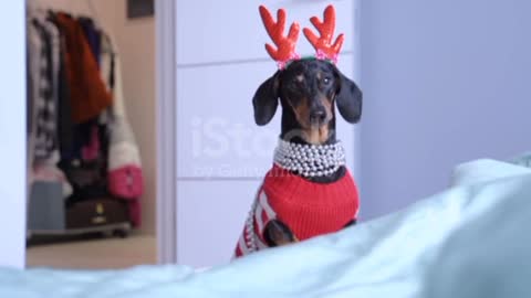 Dog Funny little dachshund wearing winter knitted pullover❤️