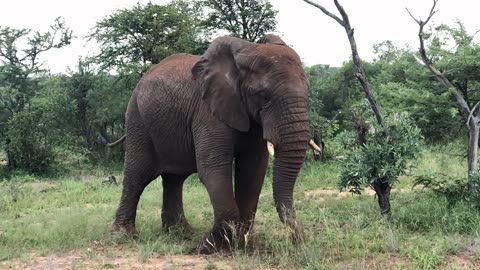 🐘🐣 "Joyful Journeys: Elephant and Baby Playtime Adventures" 🌿🐘