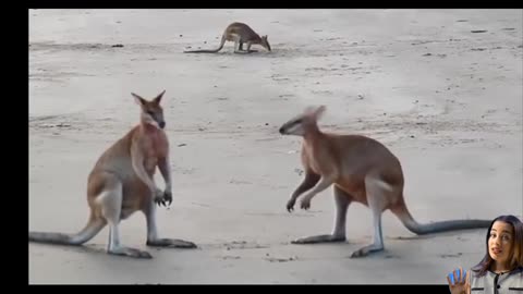 Kangaroo animal playing