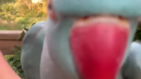 Funny Talking Indian Ringneck Parrot