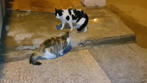 Cats and cute kittens playing together