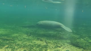 Florida Manatee enjoying the clear waters of a Spring