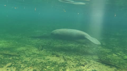 Florida Manatee enjoying the clear waters of a Spring