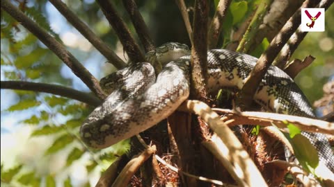 Python Snake vs Cobra Snake: What's the Difference?