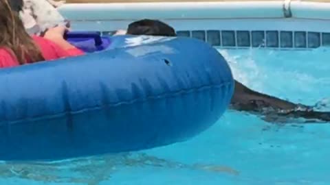 "Don't drown your sister!" Boxer pups play in pool!