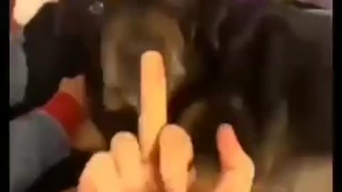 Dramatic pup screams when owner pretends to spank her