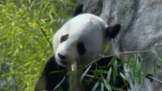 National Zoo prepares to say bye bye to Bao Bao