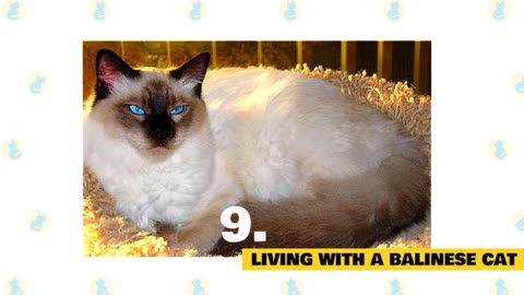 Balinese Cats 101: Unveiling Fun Facts and Dispelling Myths about these Elegant Felines
