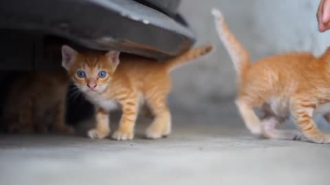 Little cute cat & beautiful cat