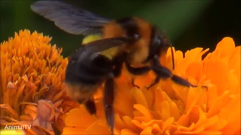 Giant Furry Bumblebees - Nature's Fascinating Giants